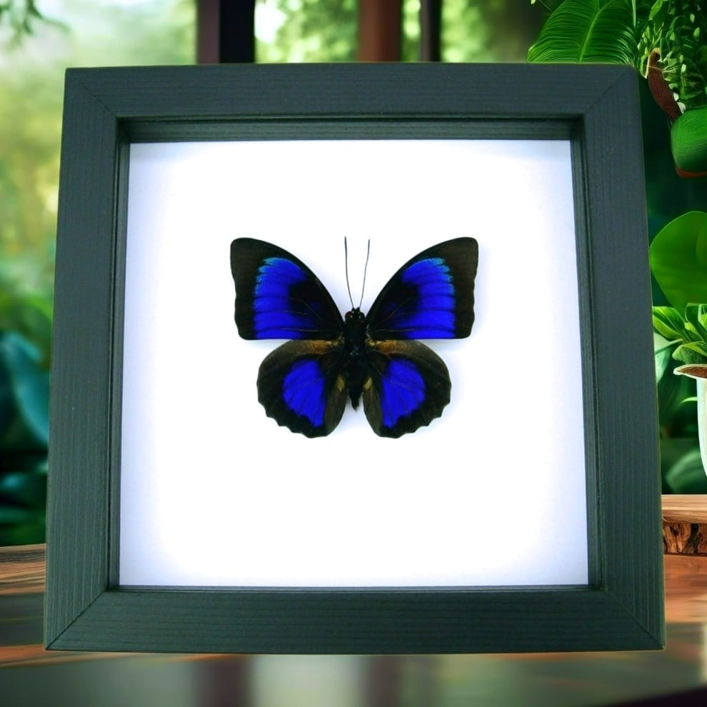 Rare Electric Blue Green Hybrid Butterfly Agrias beatifica lachaumei Prepona laertes Framed Taxidermy Classic Black Display Rare Electric Blue Green Hybrid Butterfly Agrias beatifica lachaumei Prepona laertes Framed Taxidermy Classic Black Display