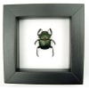Sacred Egyptian King Scarab Beetle Framed Taxidermy Green Scarab Scarabaeus aegyptiorum Classic Black