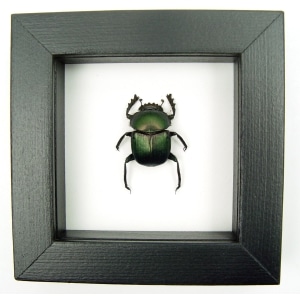 Sacred Egyptian King Scarab Beetle Framed Taxidermy Green Scarab Scarabaeus aegyptiorum Classic Black