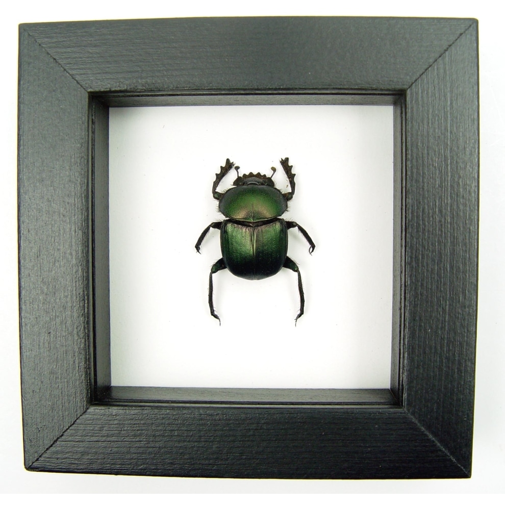 Sacred Egyptian King Scarab Beetle Framed Taxidermy Green Scarab Scarabaeus aegyptiorum Classic Black