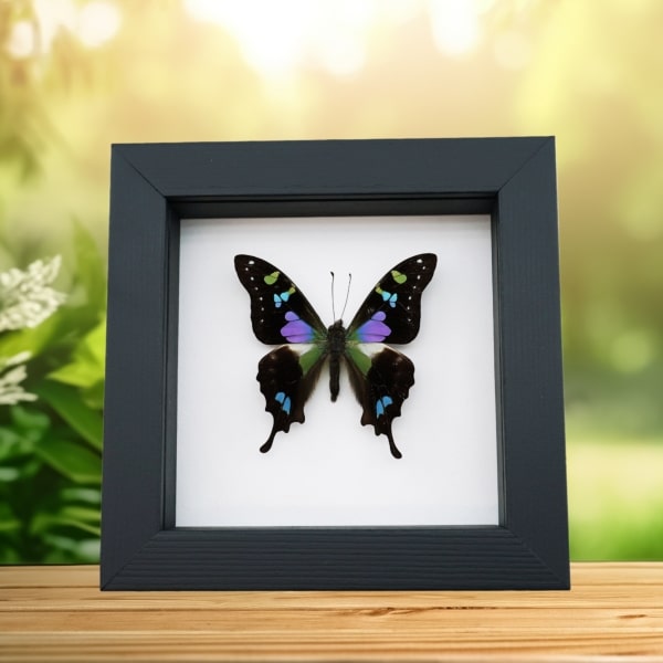 Framed Graphium Weiskei Butterfly Purple Spotted Swallowtail Taxidermy Classic Black Display
