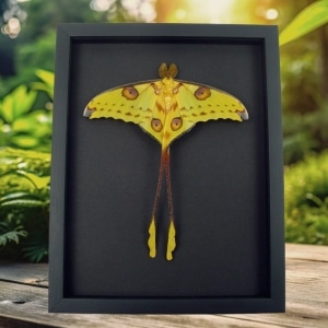 Resting Comet Moth Cross Tails Argema Mittrei Male Framed Taxidermy Moonlight Display