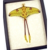 Resting Comet Moth Cross Tails Argema Mittrei Male Framed Moon Moth Taxidermy Display