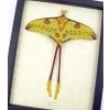 Resting Comet Moth Cross Tails Argema Mittrei Male Framed Moon Moth Taxidermy Display