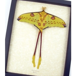 Resting Comet Moth Cross Tails Argema Mittrei Male Framed Moon Moth Taxidermy Display