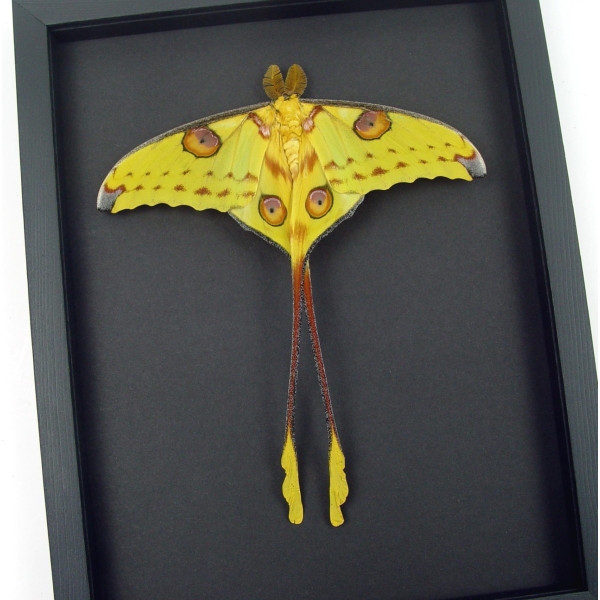 Resting Comet Moth Cross Tails 7 inch Wingspan Argema Mittrei Male Framed Moon Moth Moonlight Display Framed Taxidermy