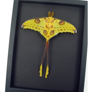 Resting Comet Moth Cross Tails 7 inch Wingspan Argema Mittrei Male Framed Moon Moth Moonlight Display Framed Taxidermy
