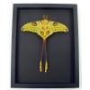 Resting Comet Moth Cross Tails Argema Mittrei Male Framed Taxidermy Moonlight Display