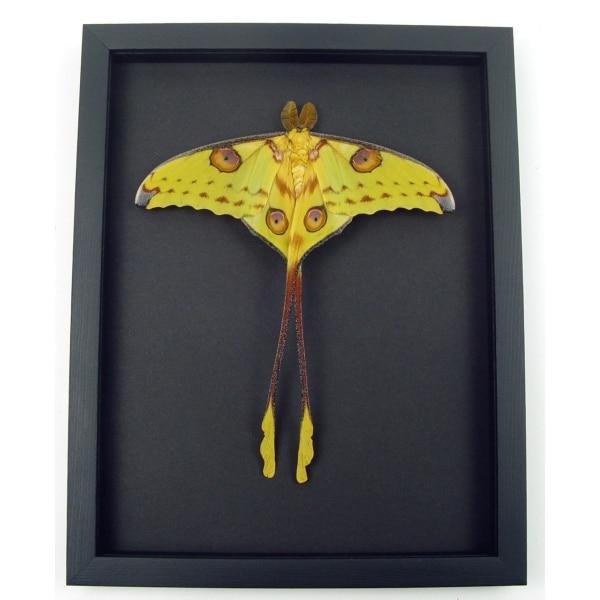 Resting Comet Moth Cross Tails Argema Mittrei Male Framed Taxidermy Moonlight Display