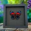Rare Red Blue Agrias Hybrid Butterfly Framed Taxidermy Moonlight Display