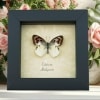 Real Framed Pink Cat Face Butterfly Colotis zoe Female Taxidermy Display