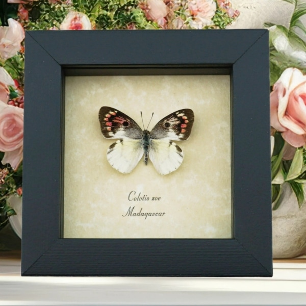 Real Framed Pink Cat Face Butterfly Colotis zoe Female Taxidermy Display