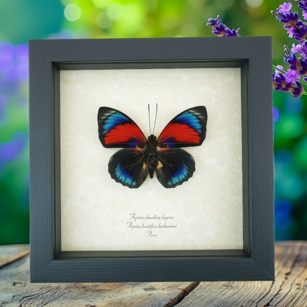 Rare Red Blue Hybrid Butterfly Agrias beatifica lachaumei Agrias claudina lugens Framed Taxidermy Display