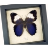 Caligo martia Purple Owl Mimic Butterfly Rare Framed Taxidermy Display