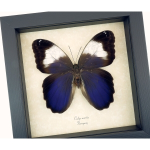 Caligo martia Purple Owl Mimic Butterfly Rare Framed Taxidermy Display