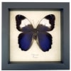 Caligo martia Purple Owl Mimic Butterfly Rare Framed Taxidermy Display