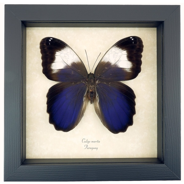 Caligo martia Purple Owl Mimic Butterfly Rare Framed Taxidermy Display