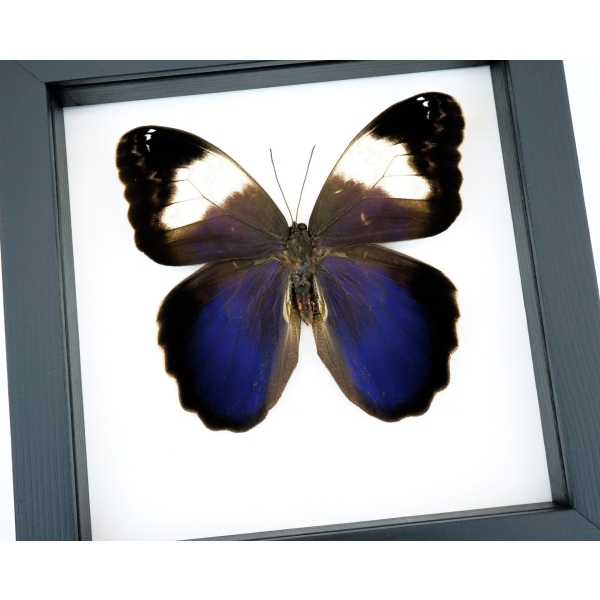 Caligo martia Purple Owl Mimic Butterfly Rare Framed Taxidermy Classic Black Display
