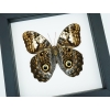 Caligo martia verso Rare Owl Mimic Butterfly Feather Markings Framed Taxidermy Classic Black Display