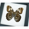 Caligo martia verso Rare Owl Mimic Butterfly Feather Markings Framed Taxidermy Classic Black Display