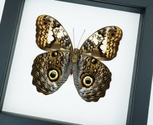 Caligo martia verso Rare Owl Mimic Butterfly Feather Markings Framed Taxidermy Classic Black Display