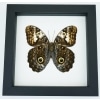 Caligo martia verso Rare Owl Mimic Butterfly Feather Markings Framed Taxidermy Classic Black Display
