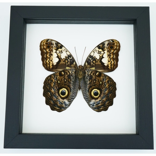 Caligo martia verso Rare Owl Mimic Butterfly Feather Markings Framed Taxidermy Classic Black Display