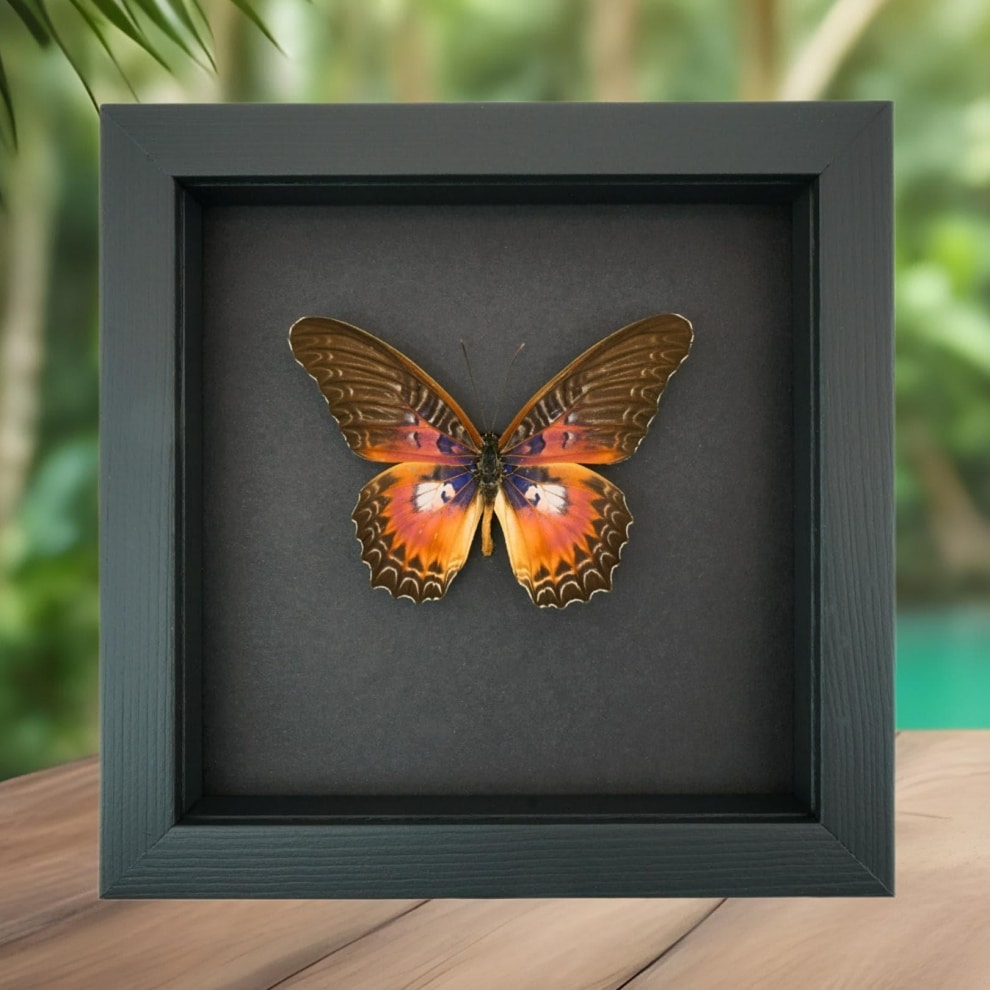 Purple Fuchsia Butterfly Cethosia myrina sarnada Framed Taxidermy Moonlight Display
