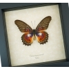 Cethosia myrina sarnada Butterfly Purple Fuchsia Framed Taxidermy Display