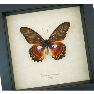 Cethosia myrina sarnada Butterfly Purple Fuchsia Framed Taxidermy Display