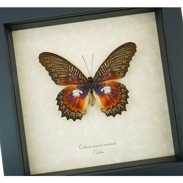 Cethosia myrina sarnada Butterfly Purple Fuchsia Framed Taxidermy Display