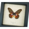 Cethosia myrina sarnada Butterfly Purple Fuchsia Framed Taxidermy Display
