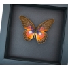 Cethosia myrina sarnada Purple Fuchsia Butterfly Framed Taxidermy Moonlight Display