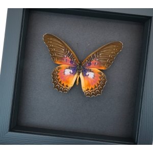 Cethosia myrina sarnada Purple Fuchsia Butterfly Framed Taxidermy Moonlight Display