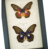 Cethosia myrina sarnada ribbei Set Rare Purple fuchsia Butterfly Collection Framed Taxidermy Display