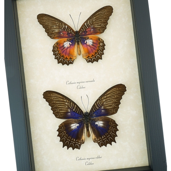 Cethosia myrina sarnada ribbei Set Rare Purple fuchsia Butterfly Collection Framed Taxidermy Display