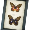 Cethosia myrina sarnada ribbei Set Rare Purple fuchsia Butterfly Collection Framed Taxidermy Display