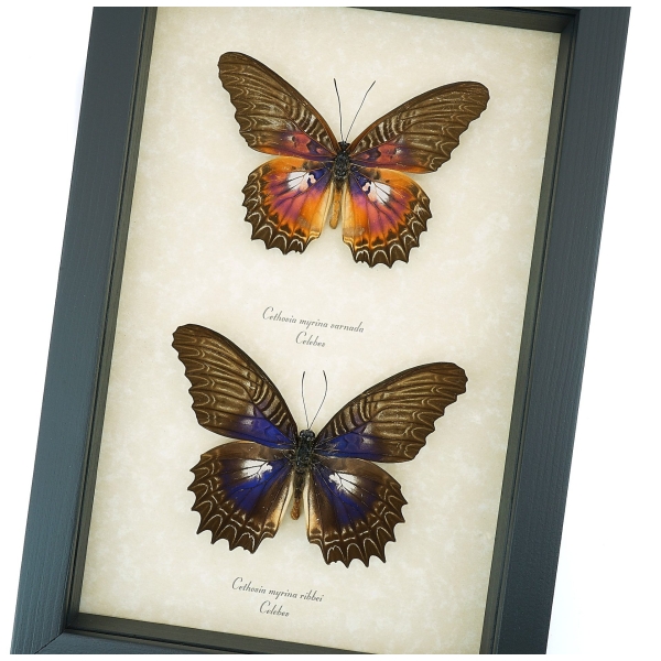 Cethosia myrina sarnada ribbei Set Rare Purple fuchsia Butterfly Collection Framed Taxidermy Display