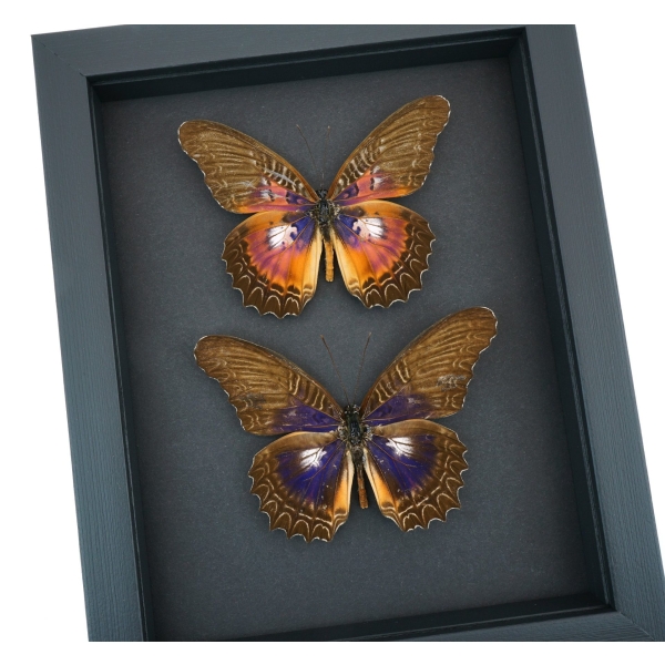 Cethosia myrina sarnada ribbei Set Rare Purple fuchsia Butterfly Collection Framed Taxidermy Moonlight Display