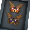 Cethosia myrina sarnada ribbei Set Rare Purple fuchsia Butterfly Collection Framed Taxidermy Moonlight Display