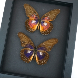 Cethosia myrina sarnada ribbei Set Rare Purple fuchsia Butterfly Collection Framed Taxidermy Moonlight Display