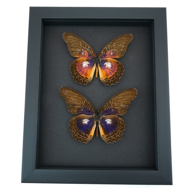 Cethosia myrina sarnada ribbei Set Rare Purple fuchsia Butterfly Collection Framed Taxidermy Moonlight Display