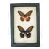 Cethosia myrina sarnada ribbei Set Rare Purple fuchsia Butterfly Collection Framed Taxidermy Display