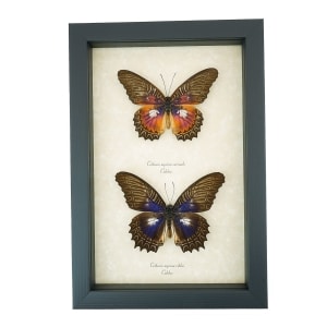 Cethosia myrina sarnada ribbei Set Rare Purple fuchsia Butterfly Collection Framed Taxidermy Display