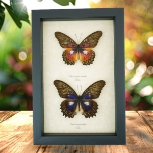 Purple fuchsia Cethosia Butterfly Collection Framed Taxidermy Display