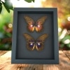 Purple fuchsia Butterfly Cethosia Collection Framed Taxidermy Moonlight Display