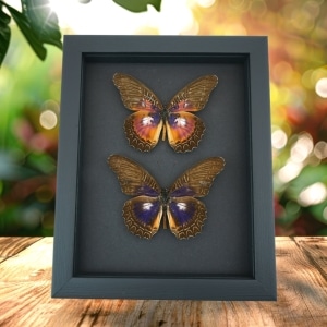Purple fuchsia Butterfly Cethosia Collection Framed Taxidermy Moonlight Display