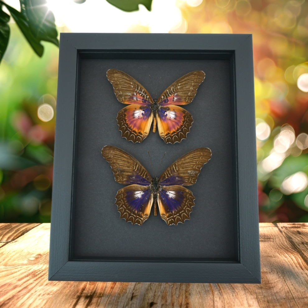 Purple fuchsia Butterfly Cethosia Collection Framed Taxidermy Moonlight Display