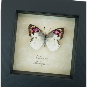 Colotis zoe Female Butterfly Madagascar Forest Framed Taxidermy Display