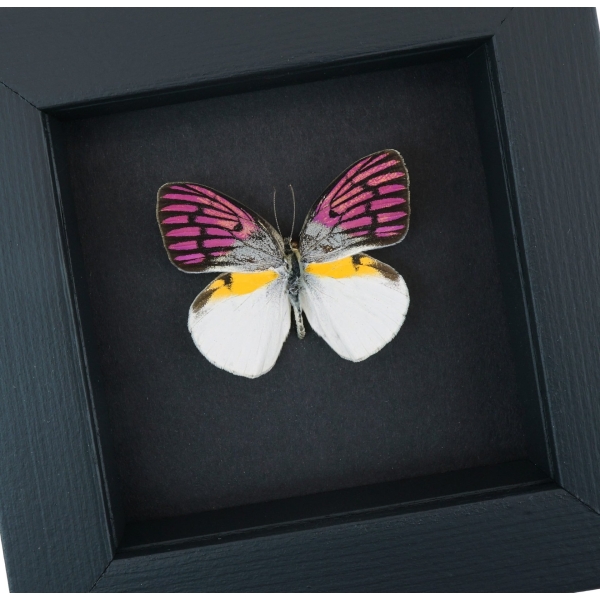 Rare Colotis zoe Butterfly Purple Fuchsia Madagascar Forest Butterfly Framed Moonlight Display